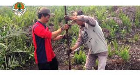 Pemulihan Ekosistem Gambut di Indonesia