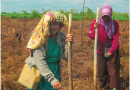 Buku: Model Pengelolaan Lahan Gambut Berkelanjutan Pada Lanskap Kesatuan Hidrologis Gambut (KHG) SMPEI-GEF 5 Sebagai Upaya Mendorong Capaian SDGS Di Indonesia